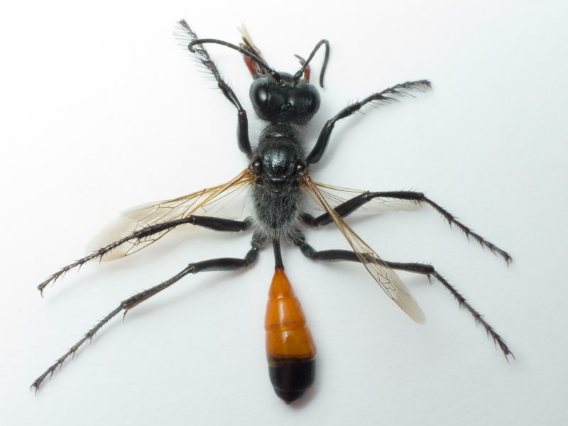 Hymenoptera